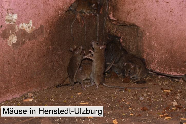 Mäuse in Henstedt-Ulzburg